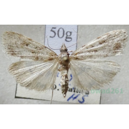 Scoparia ambigualis (Treitschke, 1829) Czech50g